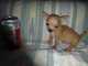 Regalo cachorros de chihuahua toy ourense