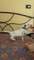 Regalo cachorros de Dalmata - Foto 1