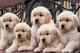 REGALO ...Cachorros Golden Retriever registrados - Foto 1