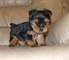 Regalo cachorros yorkshire terrier mini toy con pedigree 1 foto