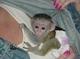 Regalo impresionante mono capuchino de bebé para los buenos