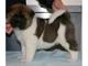 Regalo kc registrado macho y hembra akita inu cachorros