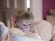 Regalo mono bebé saludable disponible para adopción