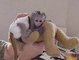 Regalo monos capuchinos bebé para adopción