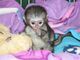 Regalo monos capuchinos inteligentes para su adopción