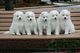 Regalo Samoyedo cachorros disponible - Foto 1