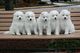 Regalo samoyedo cachorros disponible