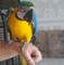 Regalo Un Guacamayo azul y dorado - Foto 1