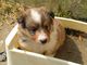 Shetland sheepdog puppies