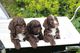 Standard Poodle Pups Ready Now - Foto 1