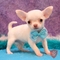 TEACUP AKC cachorros de Chihuahua regalo - Foto 1