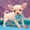 Teacup akc cachorros de chihuahua regalo