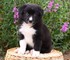 Tenemos 2 preciosos cachorros de border collie para regalos