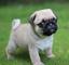 Adorable cachorros carlino pug en adopcion