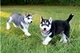 Adorable cachorros de husky para casas nuevas - Foto 1