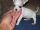 AKC Chihuahua Puppies para Adopción - Foto 1