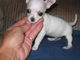 Akc chihuahua puppies para adopción