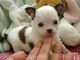 Akc chihuahua puppies para adopción
