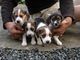 Beagle cachorros en venta - Foto 1