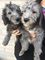 Bedlington x cockerpoo lindos cachorros que no se deshacen