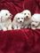Bichon Frise Puppies - Foto 1