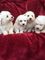 Bichon frise puppies