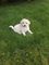 Bichon frise toy poodle puppy