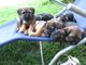 Border terrier cachorros