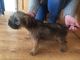 Border terrier puppy