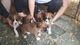 Boxer Puppies - Foto 1