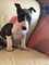 Bull terrier miniature hembra y macho - Foto 1