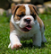 Bulldog ingles - Foto 1