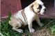 Bulldogs ingleses - Foto 1