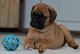 Bullmastiff listos para entregar/// - Foto 1