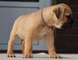 Bullmastiff listos para entregar/// - Foto 1