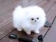 Cachorro de Pomerania inestimable blanco para la adopción - Foto 1