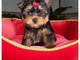 Cachorro yorkshire terrier