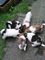 Cachorros con cresta china - Foto 1