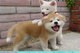 Cachorros de akita vacunados