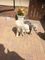 Cachorros de Bedlington Terrier - Foto 1