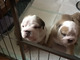 Cachorros de bulldog inglés de pedigrí completo