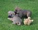 Cachorros de Cairn Terrier - Foto 1