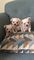 Cachorros de chihuahua macho y hembra para adopción,