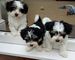 Cachorros de Havanese puro - Foto 1