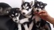 Cachorros de husky siberiano - Foto 1