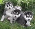 Cachorros de husky siberiano