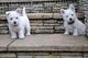 Cachorros de west highland terrier