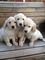 Cachorros golden retriever