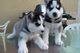 Cachorros siberian husky