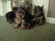 Cachorros yorkshire terrier